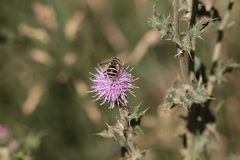 Eristalis hirta