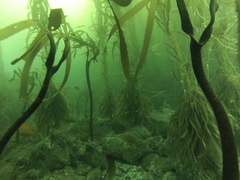 Eisenia arborea