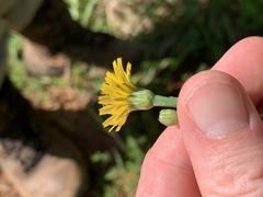 Pyrrhopappus carolinianus