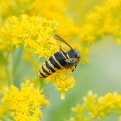 Vespula vidua