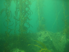 Macrocystis pyrifera