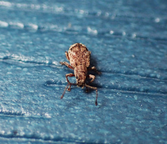 Pseudoedophrys hilleri
