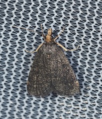 Loxostegopsis merrickalis