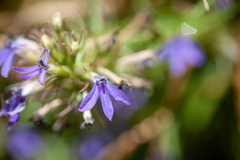 Palmerella debilis serrata