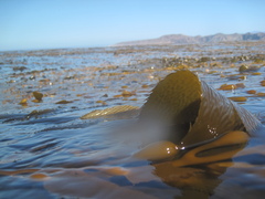 Macrocystis pyrifera