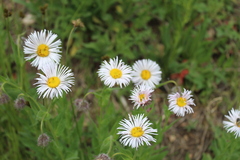 Erigeron coulteri