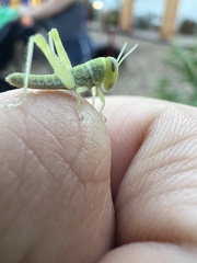 Cyrtacanthacridini