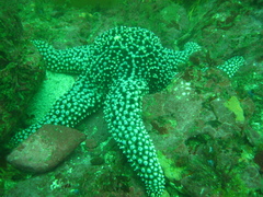Pisaster giganteus