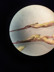 Panicum dichotomiflorum