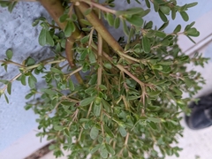 Portulaca
