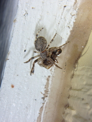 Larinioides sclopetarius