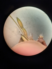 Panicum dichotomiflorum