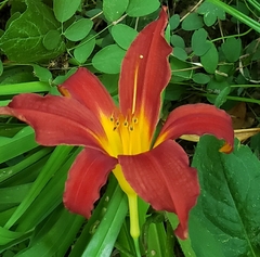 Hemerocallis