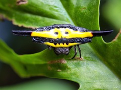 Gasteracantha hecata