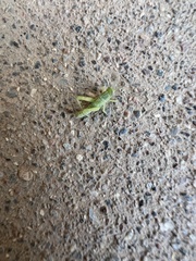 Cyrtacanthacridini