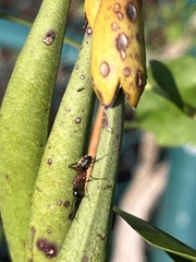 Camponotus chromaiodes