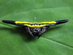 Gasteracantha hecata