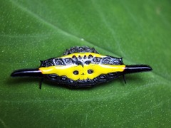 Gasteracantha hecata