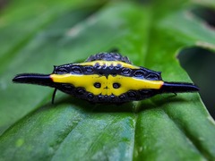 Gasteracantha hecata