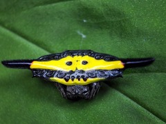 Gasteracantha hecata