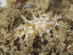 Okenia mija