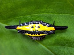 Gasteracantha hecata
