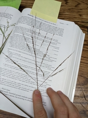Panicum dichotomiflorum