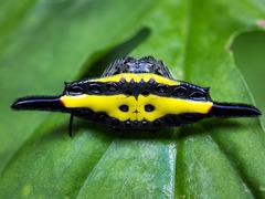 Gasteracantha hecata