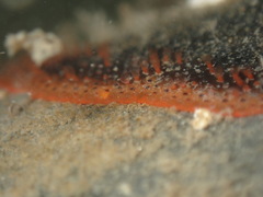 Watersipora subtorquata