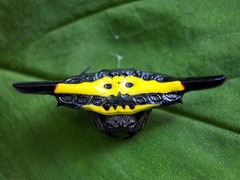 Gasteracantha hecata