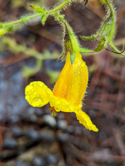 Aureolaria pectinata