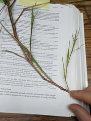 Panicum dichotomiflorum