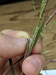 Panicum dichotomiflorum