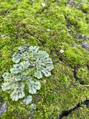 Marchantia polymorpha ruderalis
