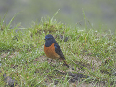 Phoenicurus frontalis