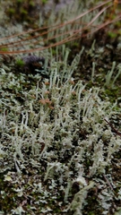 Cladonia floerkeana