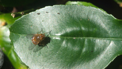 Calliphora ochracea