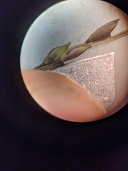 Panicum dichotomiflorum
