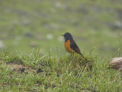 Phoenicurus frontalis