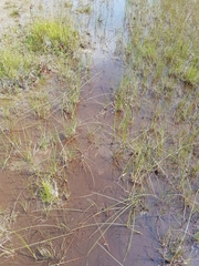 Eleocharis rostellata