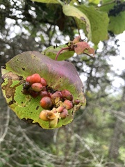 Lonicera hirsuta