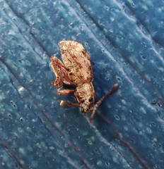 Pseudoedophrys hilleri