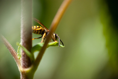 Vespula pensylvanica