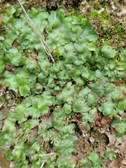 Marchantia inflexa