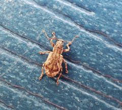 Pseudoedophrys hilleri