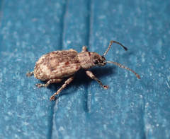 Pseudoedophrys hilleri