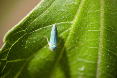 Graphocephala atropunctata