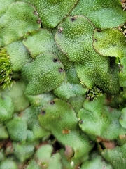 Marchantia inflexa
