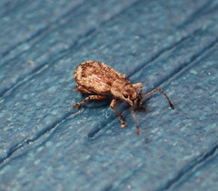 Pseudoedophrys hilleri