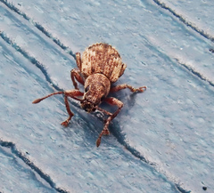 Pseudoedophrys hilleri